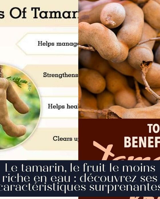 Le tamarin, le fruit le moins riche en eau : découvrez ses caractéristiques surprenantes