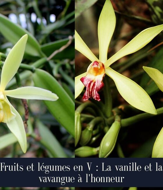 Fruits et légumes en V : La vanille et la vavangue à l'honneur
