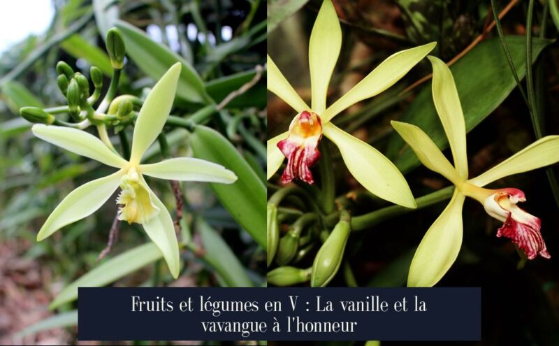 Fruits et légumes en V : La vanille et la vavangue à l'honneur