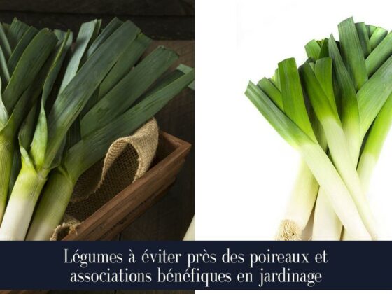 Légumes à éviter près des poireaux et associations bénéfiques en jardinage