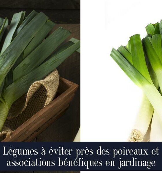 Légumes à éviter près des poireaux et associations bénéfiques en jardinage