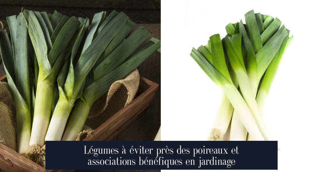 Légumes à éviter près des poireaux et associations bénéfiques en jardinage