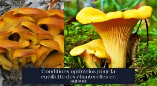 Conditions optimales pour la cueillette des chanterelles en saison