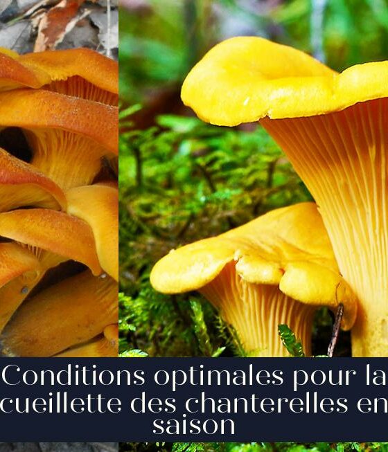 Conditions optimales pour la cueillette des chanterelles en saison