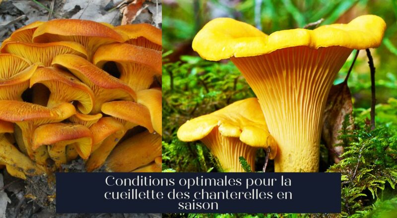 Conditions optimales pour la cueillette des chanterelles en saison