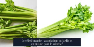 Le céleri-branche : associations au jardin et en cuisine pour le valoriser