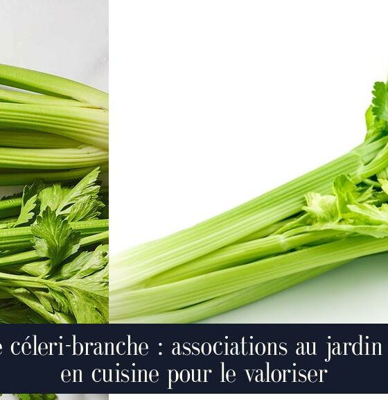 Le céleri-branche : associations au jardin et en cuisine pour le valoriser