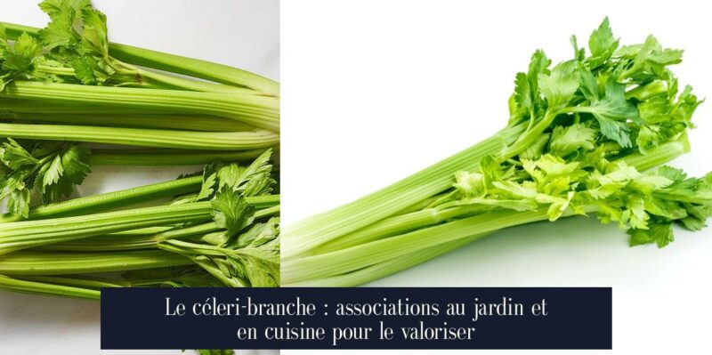 Le céleri-branche : associations au jardin et en cuisine pour le valoriser