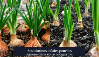 Associations idéales pour les oignons dans votre potager bio