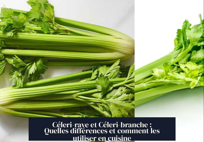 Céleri-rave et Céleri-branche : Quelles différences et comment les utiliser en cuisine