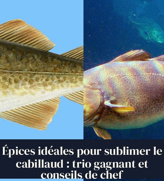 Épices idéales pour sublimer le cabillaud : trio gagnant et conseils de chef