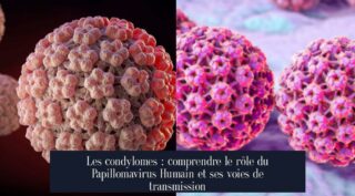 Les condylomes : comprendre le rôle du Papillomavirus Humain et ses voies de transmission