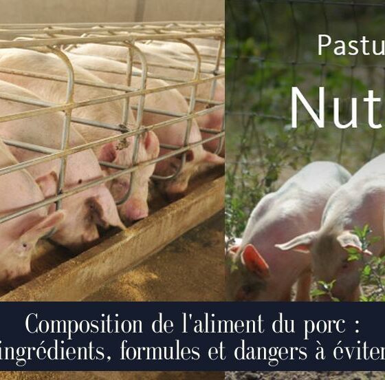 Composition de l'aliment du porc : ingrédients, formules et dangers à éviter
