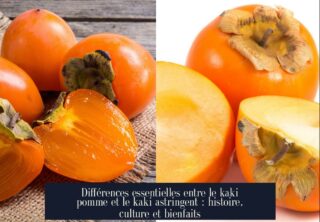 Différences essentielles entre le kaki pomme et le kaki astringent : histoire, culture et bienfaits