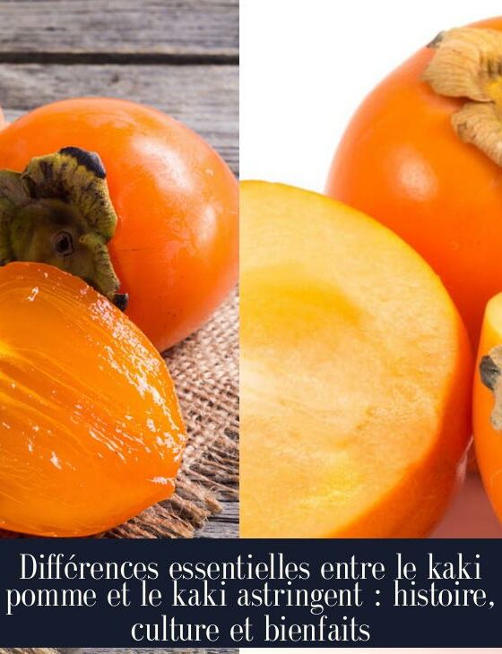 Différences essentielles entre le kaki pomme et le kaki astringent : histoire, culture et bienfaits