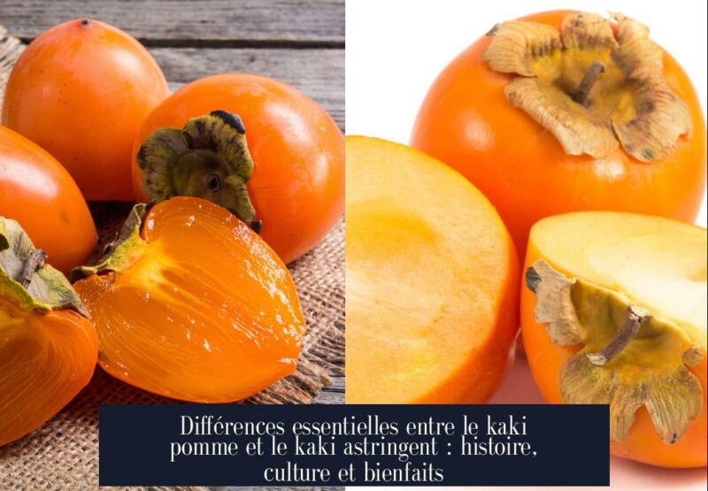 Différences essentielles entre le kaki pomme et le kaki astringent : histoire, culture et bienfaits