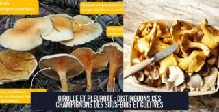 Girolle et Pleurote : Distinguons ces Champignons des Sous-Bois et Cultivés