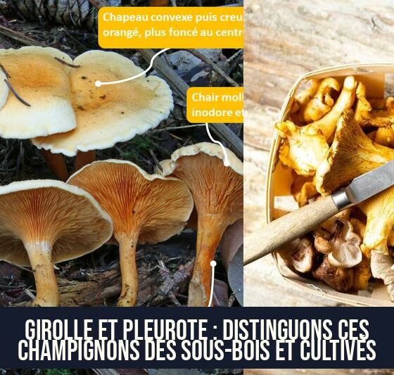 Girolle et Pleurote : Distinguons ces Champignons des Sous-Bois et Cultivés