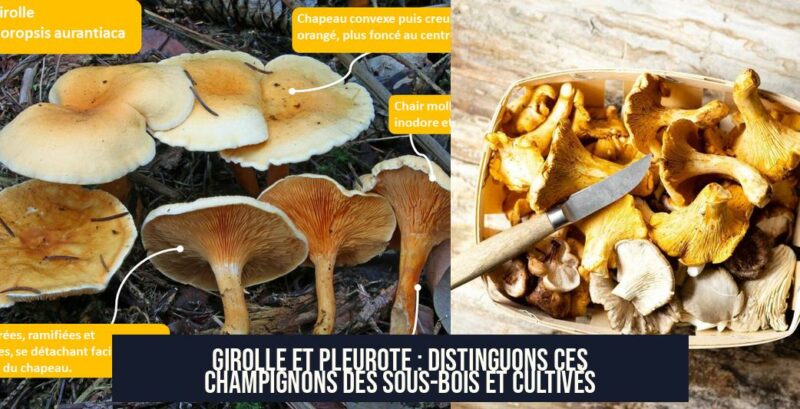 Girolle et Pleurote : Distinguons ces Champignons des Sous-Bois et Cultivés