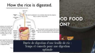 Durée de digestion d'une feuille de riz : Temps et conseils pour une digestion optimale