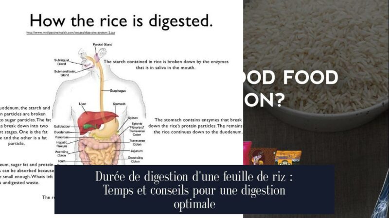 Durée de digestion d'une feuille de riz : Temps et conseils pour une digestion optimale
