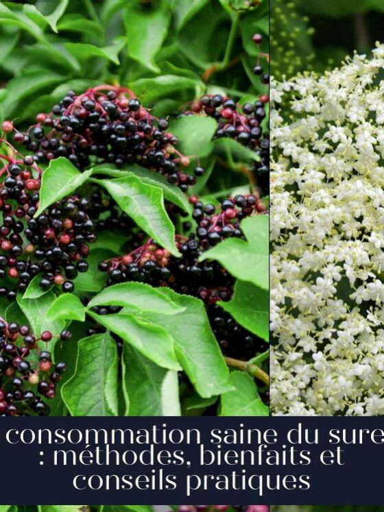 La consommation saine du sureau : méthodes, bienfaits et conseils pratiques