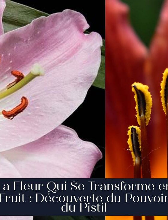 La Fleur Qui Se Transforme en Fruit : Découverte du Pouvoir du Pistil