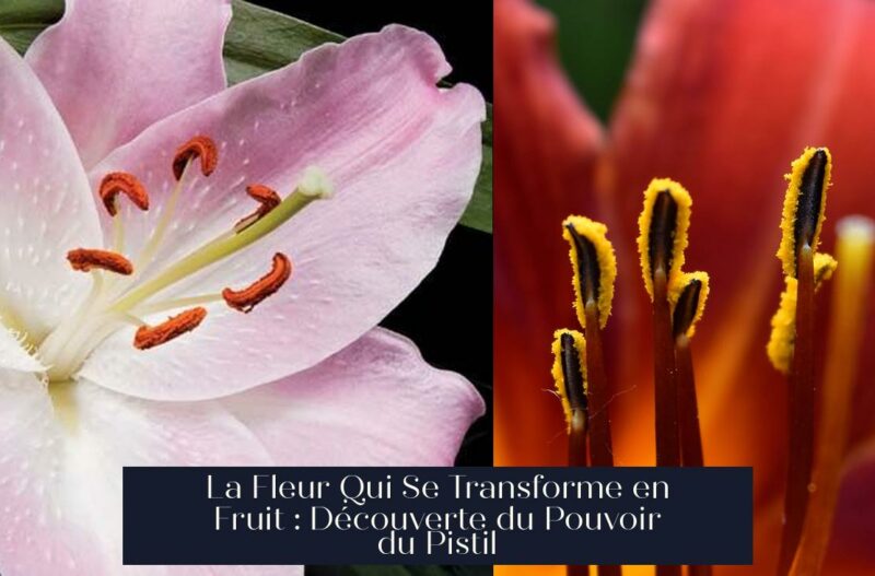 La Fleur Qui Se Transforme en Fruit : Découverte du Pouvoir du Pistil