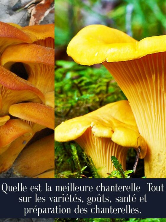 Quelle est la meilleure chanterelle Tout sur les variétés, goûts, santé et préparation des chanterelles.