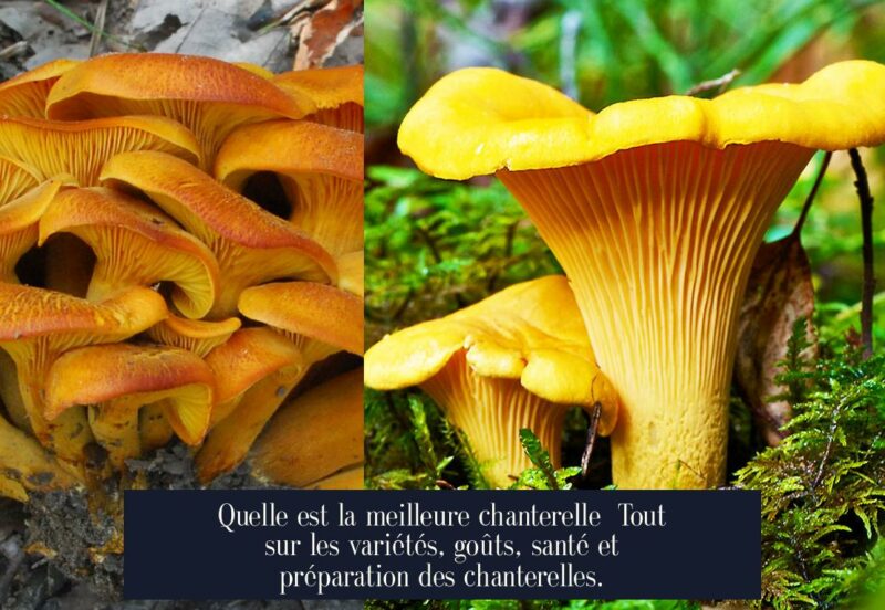 Quelle est la meilleure chanterelle Tout sur les variétés, goûts, santé et préparation des chanterelles.