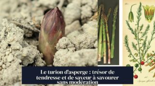 Le turion d'asperge : trésor de tendresse et de saveur à savourer sans modération
