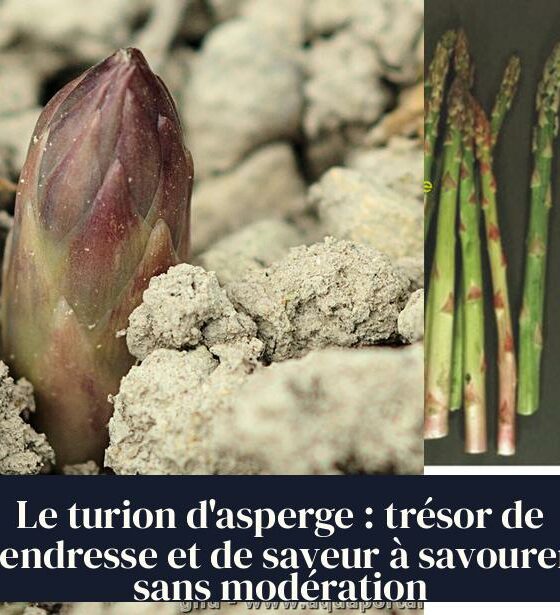Le turion d'asperge : trésor de tendresse et de saveur à savourer sans modération