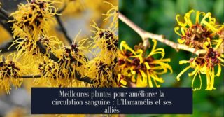 Meilleures plantes pour améliorer la circulation sanguine : L'Hamamélis et ses alliés