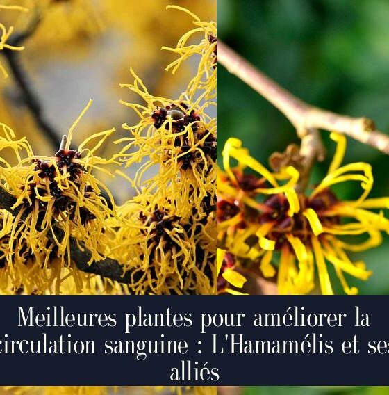 Meilleures plantes pour améliorer la circulation sanguine : L'Hamamélis et ses alliés