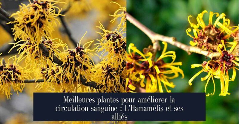 Meilleures plantes pour améliorer la circulation sanguine : L'Hamamélis et ses alliés