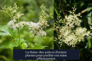 La Reine-des-prés et d'autres plantes pour purifier vos reins efficacement