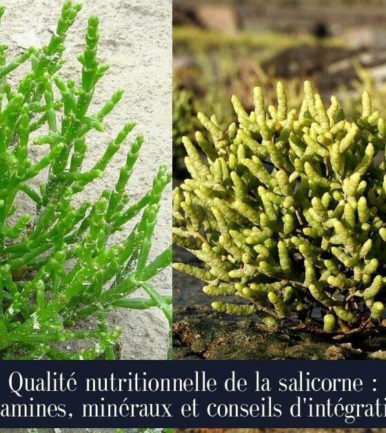 Qualité nutritionnelle de la salicorne : vitamines, minéraux et conseils d'intégration