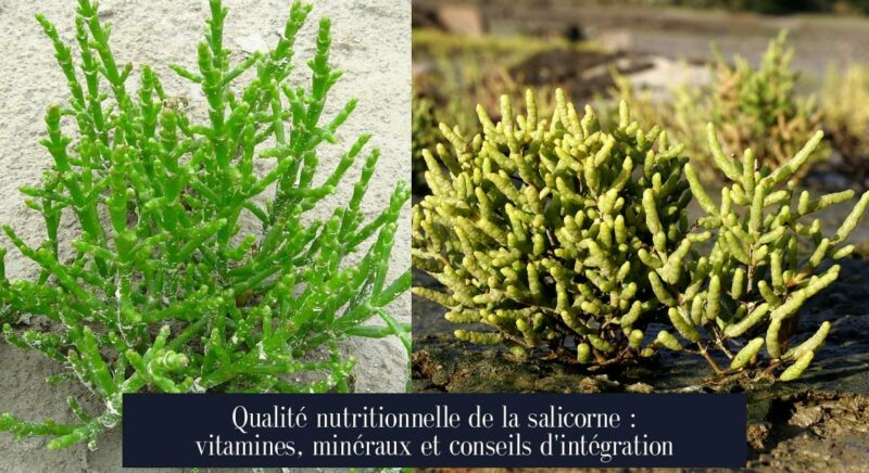 Qualité nutritionnelle de la salicorne : vitamines, minéraux et conseils d'intégration