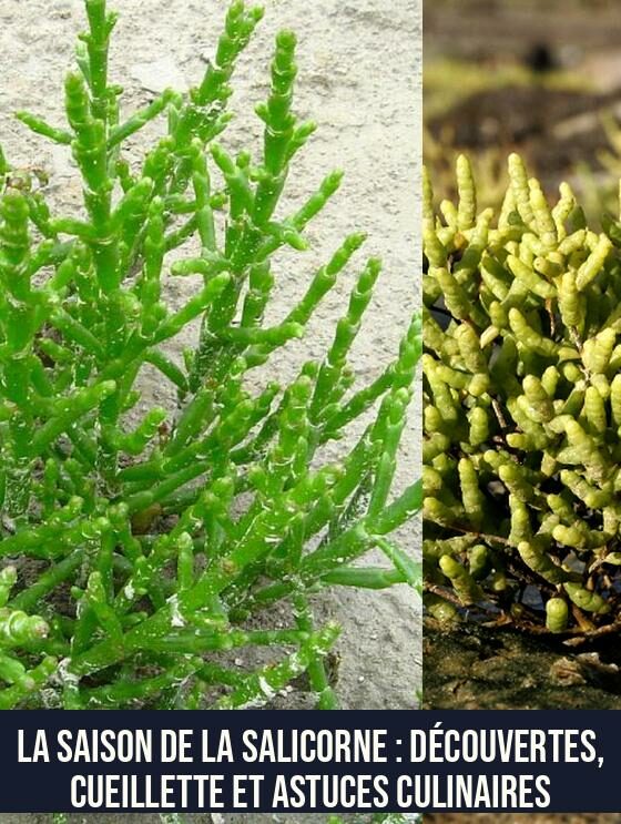 La saison de la salicorne : découvertes, cueillette et astuces culinaires