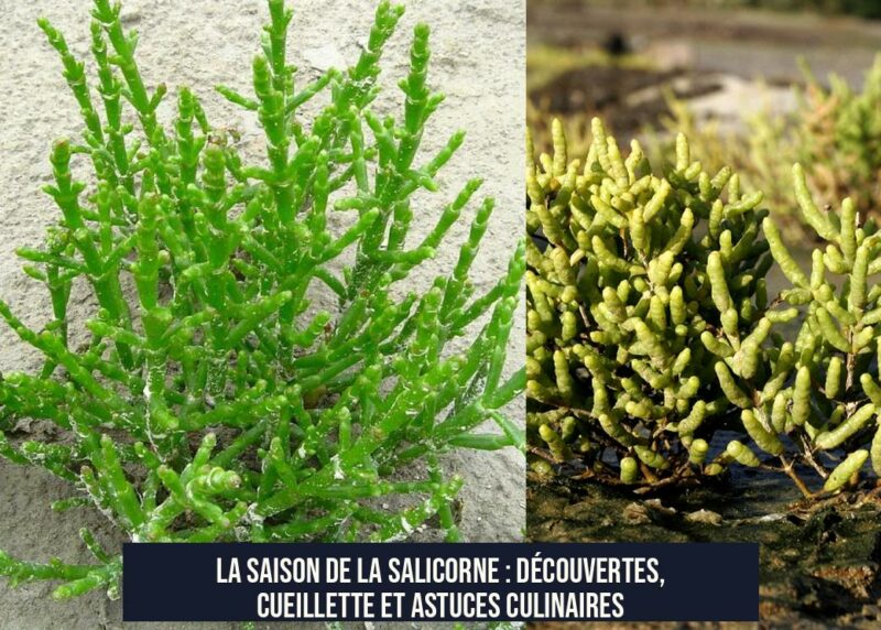 La saison de la salicorne : découvertes, cueillette et astuces culinaires