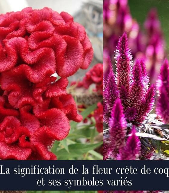 La signification de la fleur crête de coq et ses symboles variés