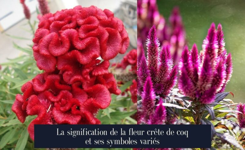 La signification de la fleur crête de coq et ses symboles variés