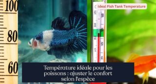 Température idéale pour les poissons : ajuster le confort selon l'espèce