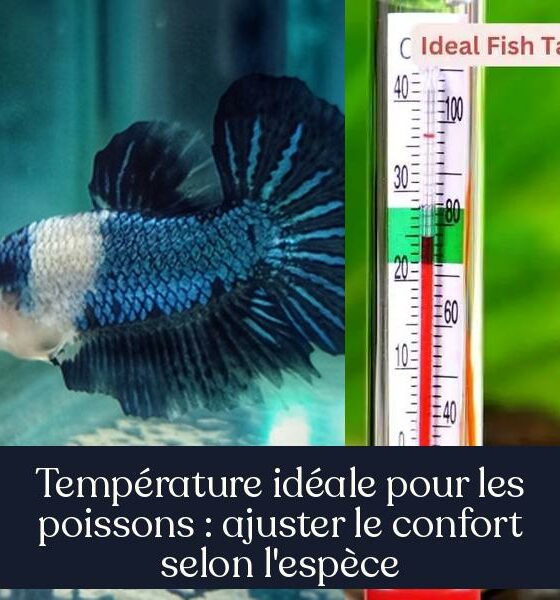 Température idéale pour les poissons : ajuster le confort selon l'espèce