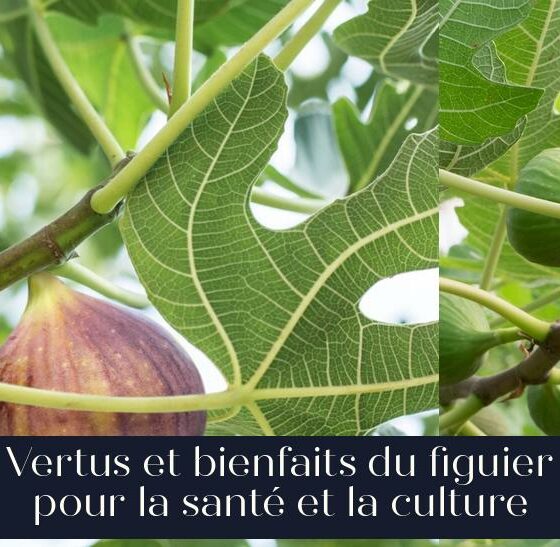Vertus et bienfaits du figuier pour la santé et la culture