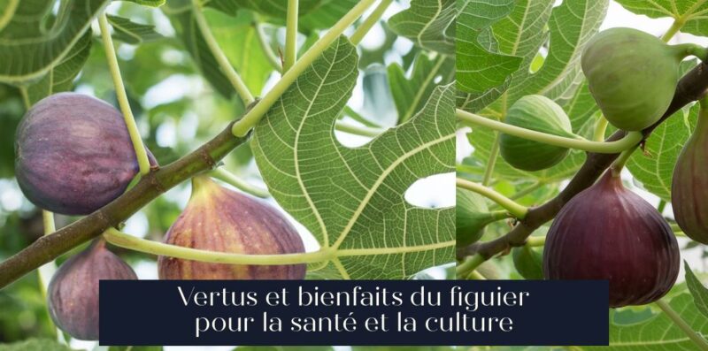 Vertus et bienfaits du figuier pour la santé et la culture
