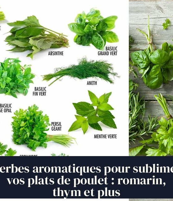 Herbes aromatiques pour sublimer vos plats de poulet : romarin, thym et plus