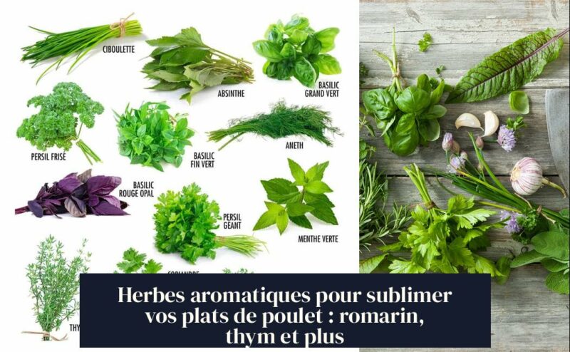Herbes aromatiques pour sublimer vos plats de poulet : romarin, thym et plus