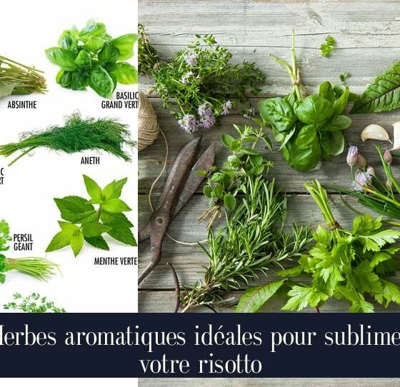 Herbes aromatiques idéales pour sublimer votre risotto