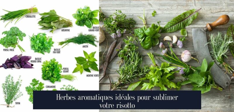 Herbes aromatiques idéales pour sublimer votre risotto